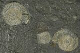 Fossil Ammonite (Dactylioceras) Cluster - Posidonia Shale, Germany #368178-1